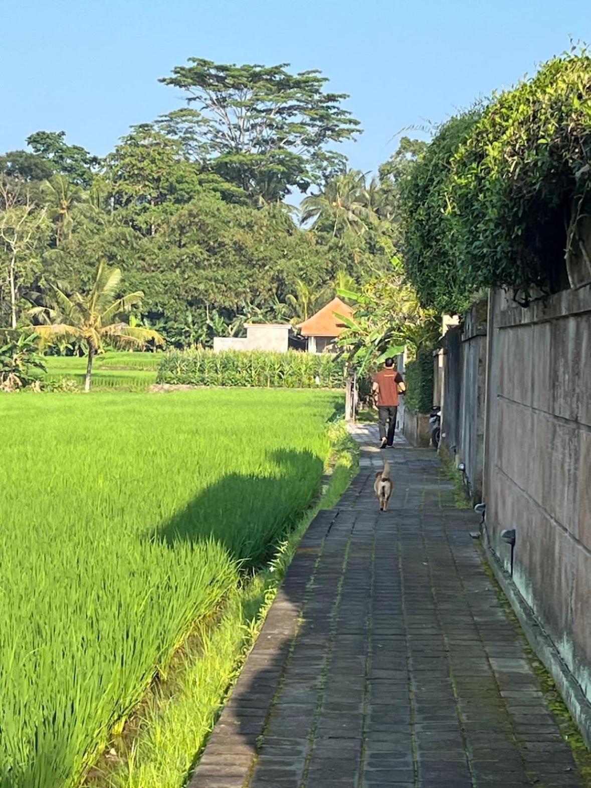 Uma Padi Villa Ubud  Luaran gambar