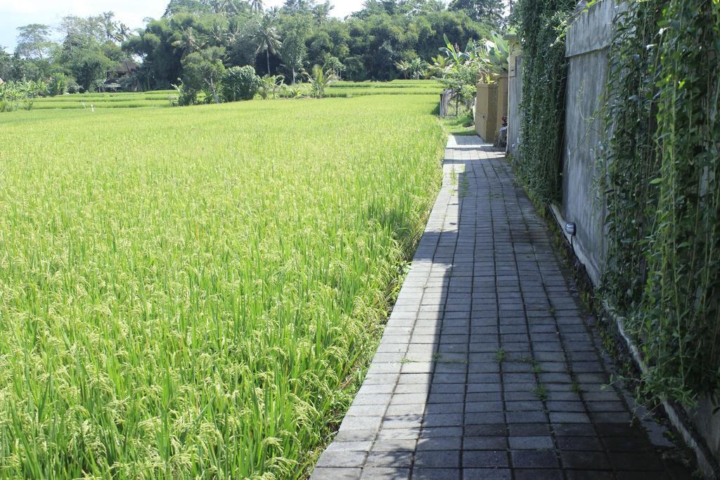 Uma Padi Villa Ubud  Luaran gambar